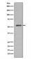 Anti-Smad5 Rabbit Monoclonal Antibody