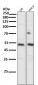 Anti-Smad5 Rabbit Monoclonal Antibody