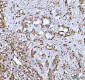 Anti-STAT1 Rabbit Monoclonal Antibody