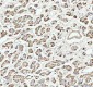 Anti-STAT1 Rabbit Monoclonal Antibody