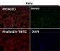 Anti-TRAF4 Rabbit Monoclonal Antibody