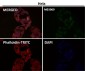 Anti-TRAF4 Rabbit Monoclonal Antibody