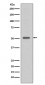 Anti-TRAF4 Rabbit Monoclonal Antibody