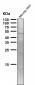 Anti-TRAF4 Rabbit Monoclonal Antibody