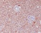 Anti-APAF1 Rabbit Monoclonal Antibody