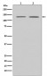 Anti-APAF1 Rabbit Monoclonal Antibody