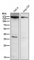 Anti-APAF1 Rabbit Monoclonal Antibody