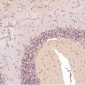 Anti-c-Jun Rabbit Monoclonal Antibody