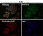 Anti-Smad1 Rabbit Monoclonal Antibody