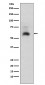 Anti-Smad1 Rabbit Monoclonal Antibody