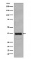 Anti-Rad51 Rabbit Monoclonal Antibody