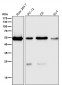 Anti-ARRB1/Beta Arrestin 1 Rabbit Monoclonal Antibody