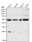 Anti-ARRB1/Beta Arrestin 1 Rabbit Monoclonal Antibody