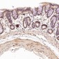 Anti-STAT6 Rabbit Monoclonal Antibody