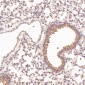 Anti-STAT6 Rabbit Monoclonal Antibody