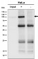 Anti-STAT6 Rabbit Monoclonal Antibody