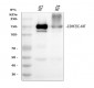 Anti-c-Kit Rabbit Monoclonal Antibody