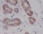 Anti-c-Kit Rabbit Monoclonal Antibody