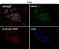 Anti-GLUT1 SLC2A1 Rabbit Monoclonal Antibody