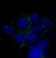 Anti-GLUT1 SLC2A1 Rabbit Monoclonal Antibody