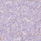 Anti-GLUT1 SLC2A1 Rabbit Monoclonal Antibody