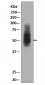 Anti-GLUT1 SLC2A1 Rabbit Monoclonal Antibody