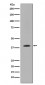 Anti-MMP12 Rabbit Monoclonal Antibody