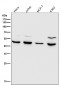 Anti-MMP12 Rabbit Monoclonal Antibody