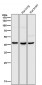 Anti-MMP12 Rabbit Monoclonal Antibody