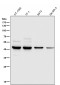 Anti-MMP12 Rabbit Monoclonal Antibody