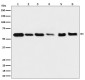 Anti-Hsp60 HSPD1 Rabbit Monoclonal Antibody