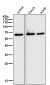 Anti-Hsp60 HSPD1 Rabbit Monoclonal Antibody