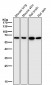 Anti-Hsp60 HSPD1 Rabbit Monoclonal Antibody