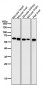 Anti-Hsp60 HSPD1 Rabbit Monoclonal Antibody