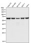 Anti-Hsp60 HSPD1 Rabbit Monoclonal Antibody