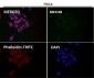 Anti-VDAC1/Porin Rabbit Monoclonal Antibody