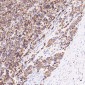 Anti-VDAC1/Porin Rabbit Monoclonal Antibody