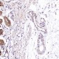 Anti-VDAC1/Porin Rabbit Monoclonal Antibody