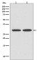 Anti-VDAC1/Porin Rabbit Monoclonal Antibody