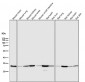 Anti-VDAC1/Porin Rabbit Monoclonal Antibody