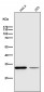 Anti-VDAC1/Porin Rabbit Monoclonal Antibody