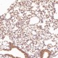 Anti-Hsc70 HSPA8 Rabbit Monoclonal Antibody