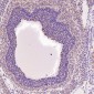 Anti-Hsc70 HSPA8 Rabbit Monoclonal Antibody
