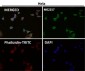 Anti-DUSP6/Mkp 3 Rabbit Monoclonal Antibody