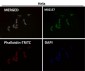 Anti-DUSP6/Mkp 3 Rabbit Monoclonal Antibody