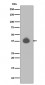 Anti-DUSP6/Mkp 3 Rabbit Monoclonal Antibody