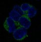 Anti-VCAM1/Cd106 Rabbit Monoclonal Antibody