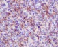 Anti-VCAM1/Cd106 Rabbit Monoclonal Antibody