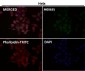 Anti-PRMT5 Rabbit Monoclonal Antibody