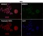 Anti-PRMT5 Rabbit Monoclonal Antibody